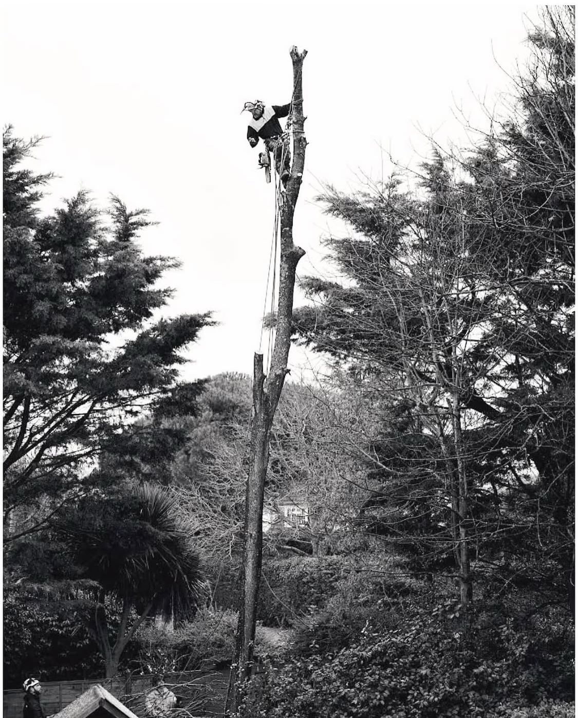 Example of previous work by Arboriscapes Tree Surgery in Worthing — photo 4