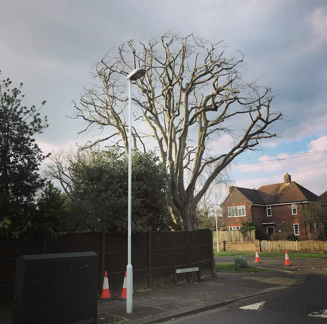 Example of previous work by Arboriscapes Tree Surgery in Worthing — photo 5